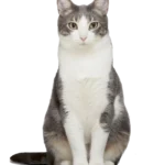 image animalerie