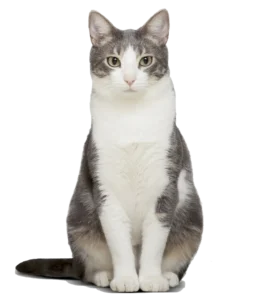 image animalerie